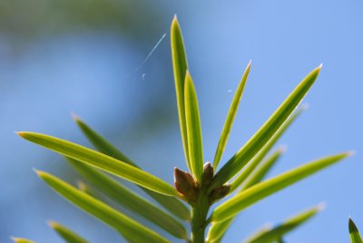 Torreya californica- toreja kalifornská - jehlice